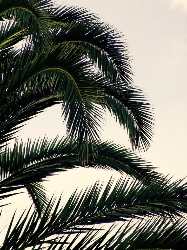 Summer heat nature