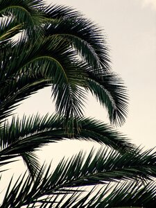 Summer heat nature