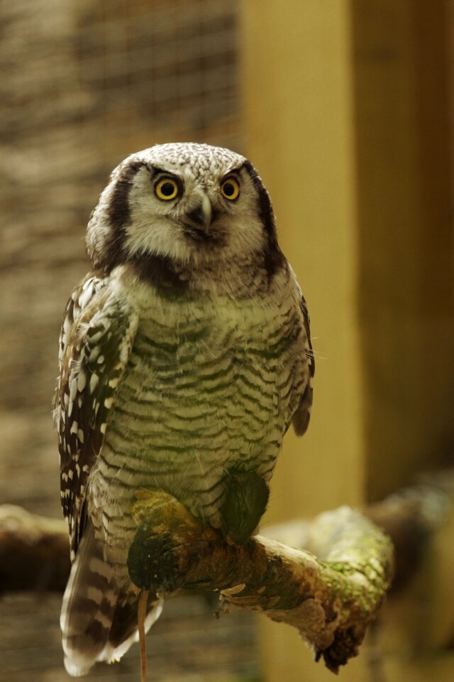 Owl predator brown owl