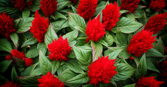Nature red abstract
