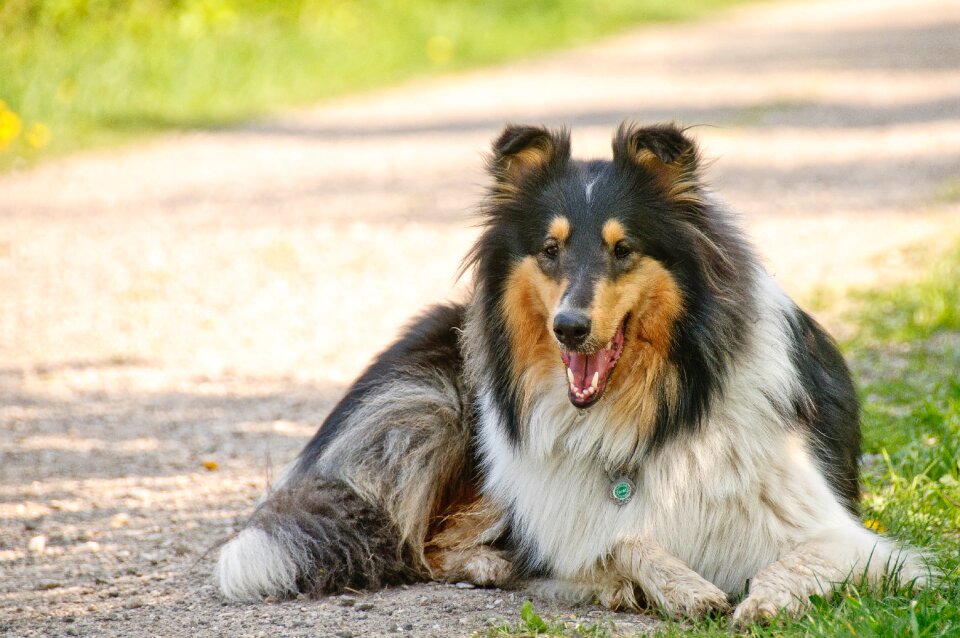 Pet dear purebred dog
