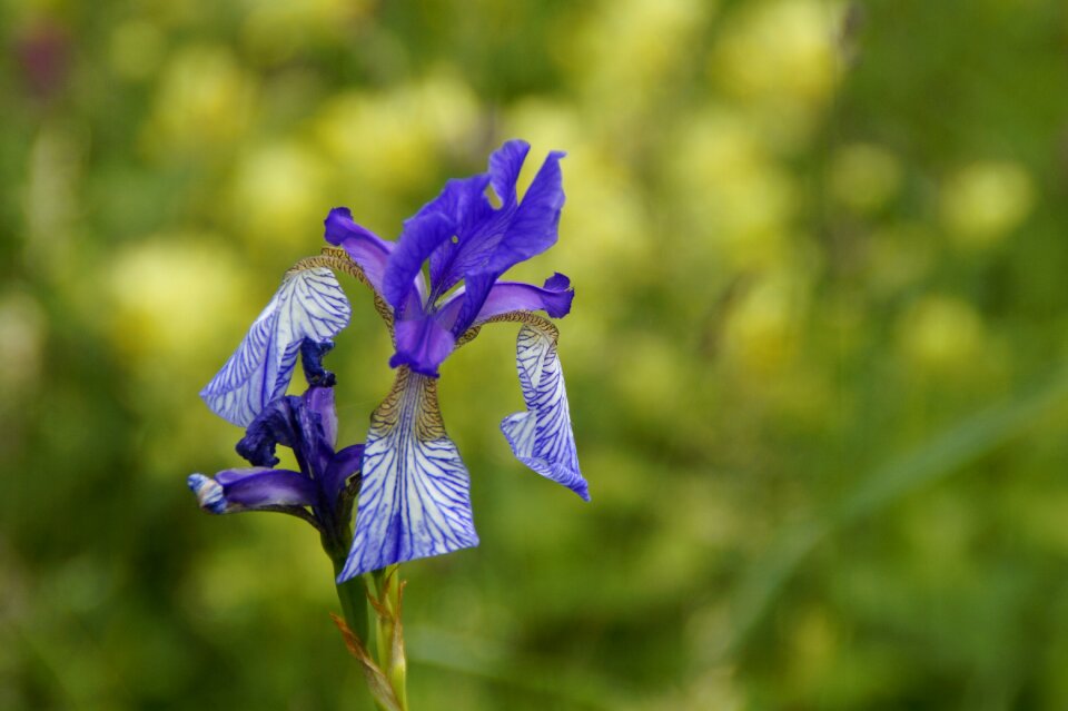 Wild flower protected rarely