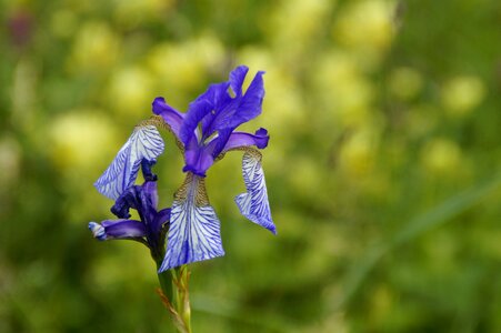 Wild flower protected rarely photo