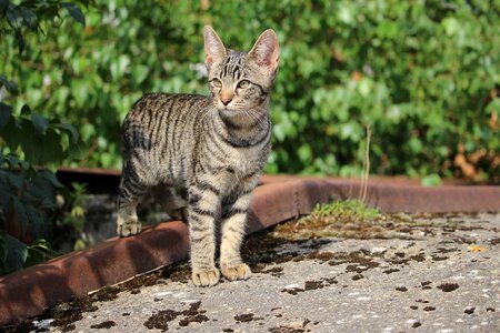 Kitten cat baby mackerel photo