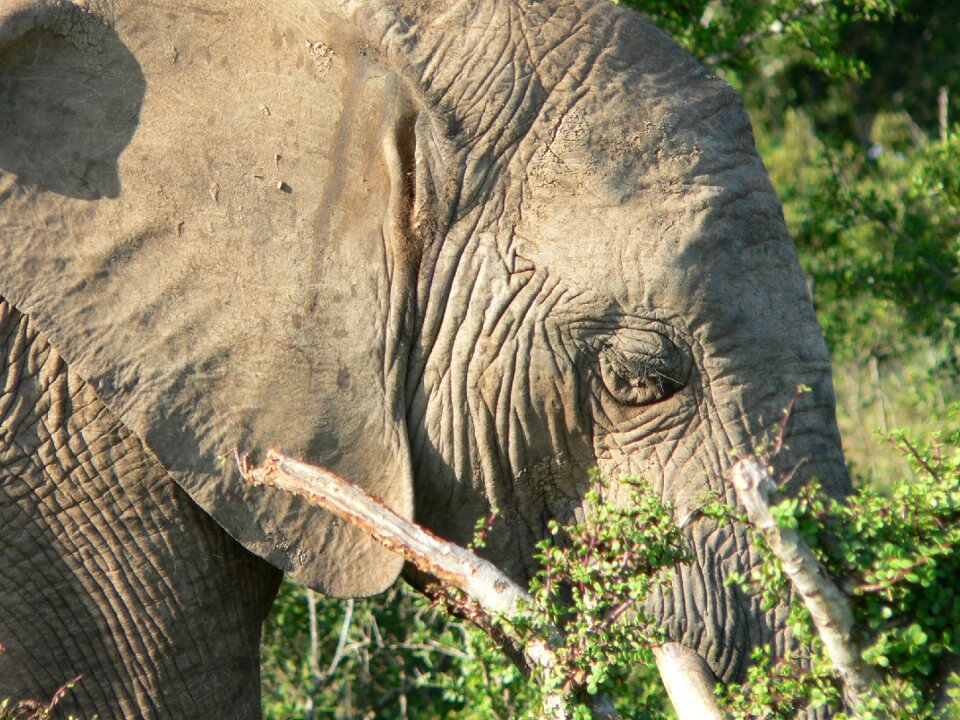 Close up pachyderm africa