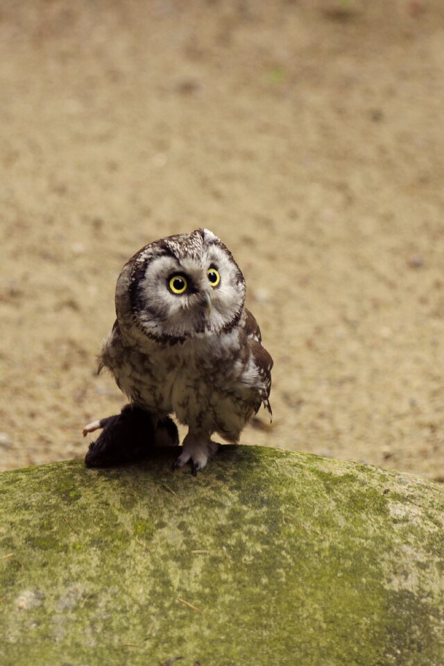 Bird tallinn zoo brown owl