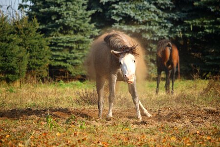 Thoroughbred arabian mare meadow