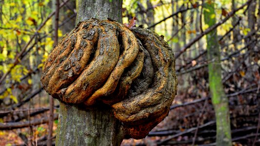 Autumn forest nature