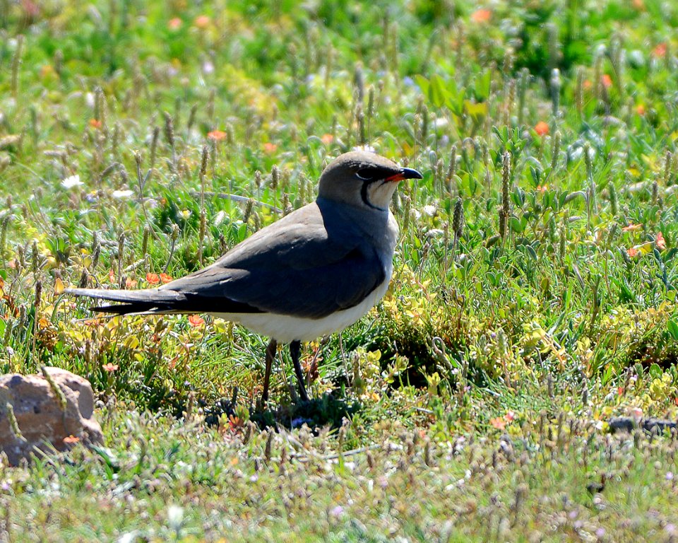 collared pratincole