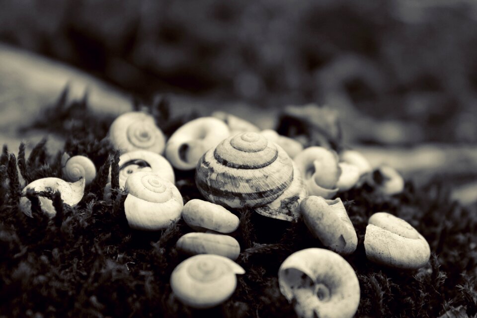 Nature seashells black and white