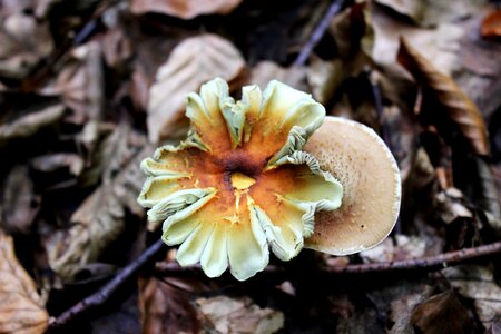 Autumn forest floor forest