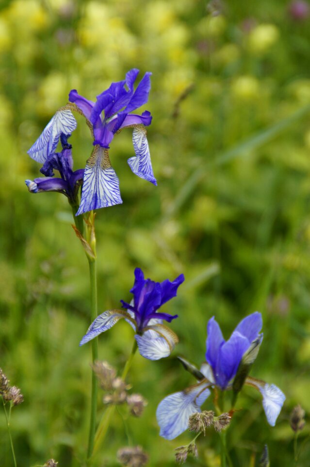 Wild flower protected rarely
