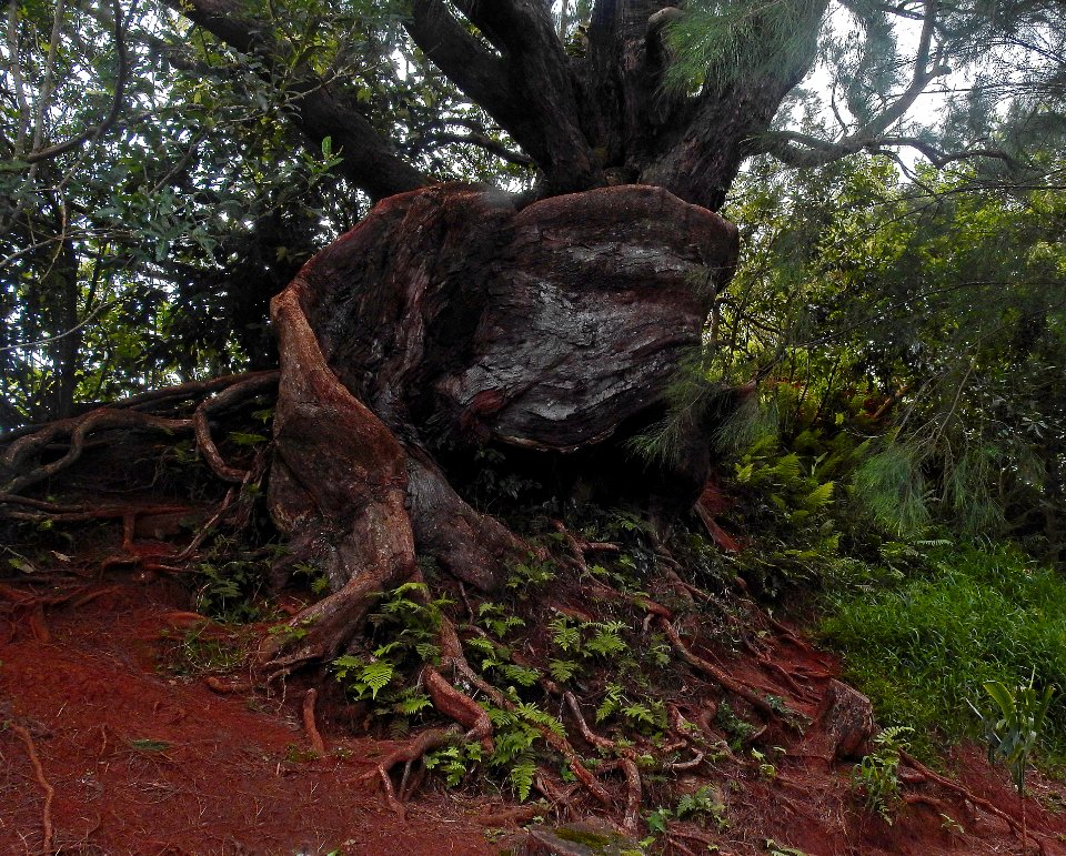 Gnarled tree at Nu'uanu Pali Lookout, Hawaii.