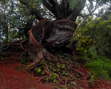 Gnarled tree at Nu'uanu Pali Lookout, Hawaii.