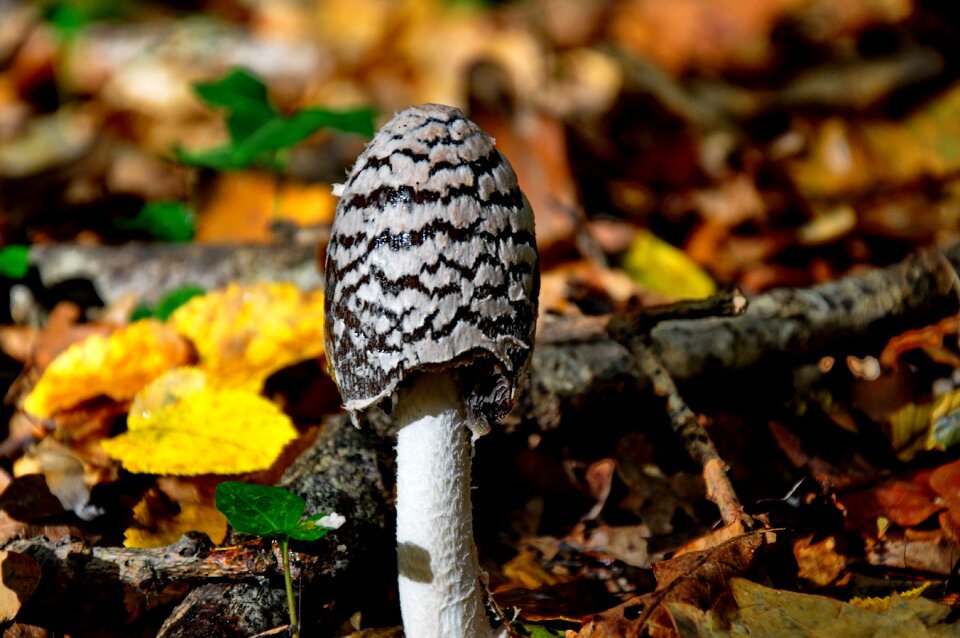 Mushroom forest nature