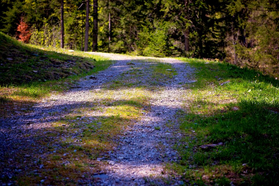 Forest light and shadow nature