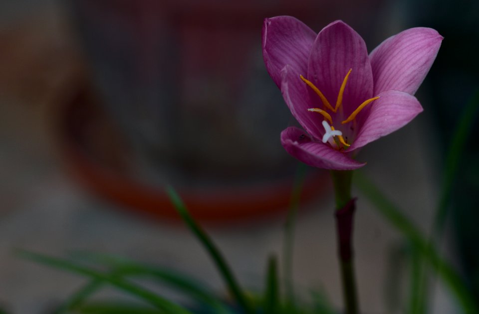 Lily