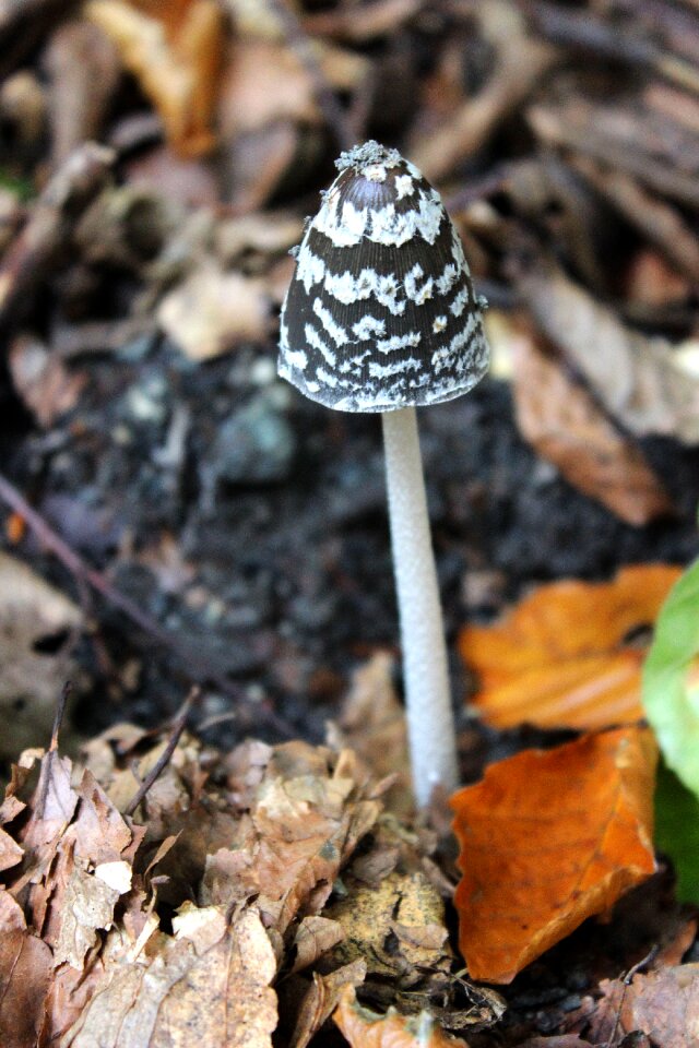 Fungal species leaves forest
