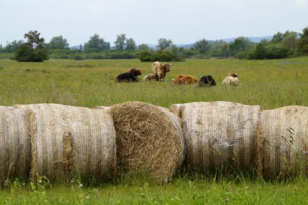 Pasture graze cows