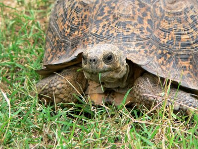 Grass giant tortoise africa