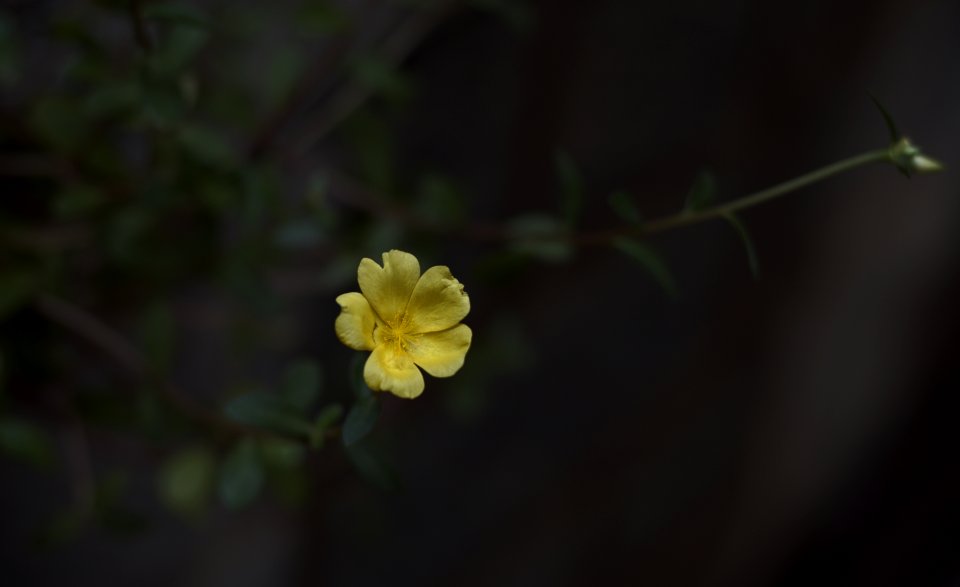 Yellow Primrose photo