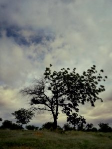 The Neem tree