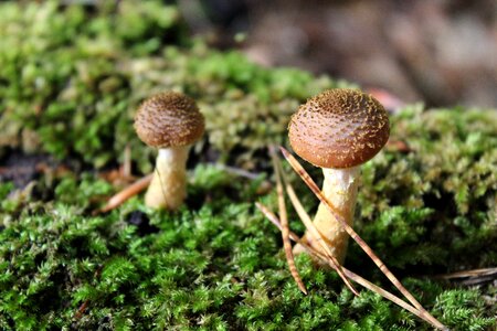 Fungal species leaves forest photo