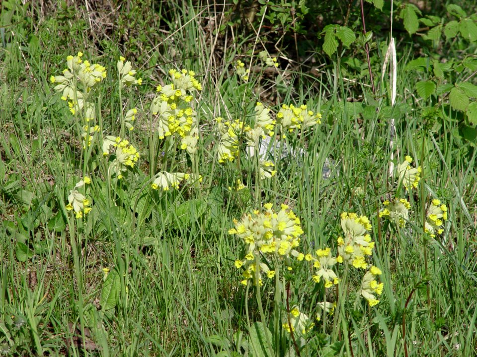 2015-05-02 Schlüsselblumen photo