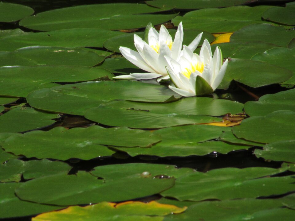 Bloom nature aquatic plant