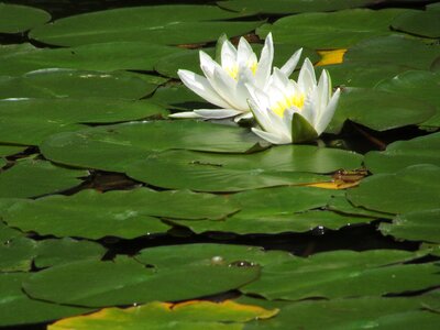 Bloom nature aquatic plant