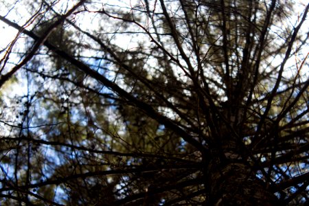 Telaraña del arbol