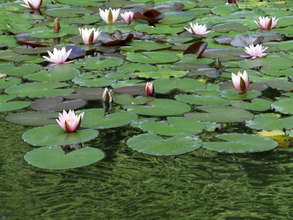 Bloom nature aquatic plant