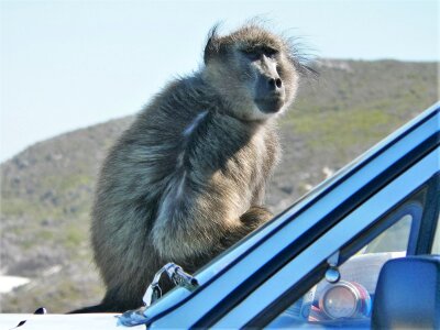 Close up monkey sit