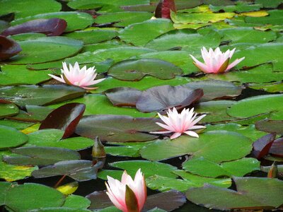 Bloom nature aquatic plant