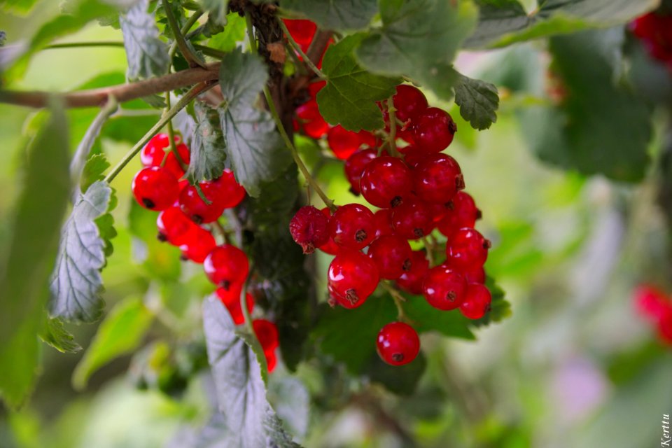 Currant