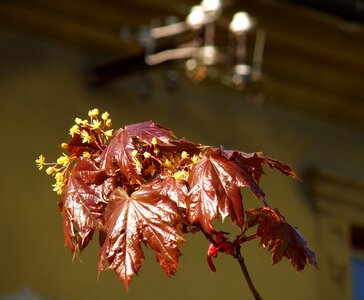 Spring lipník maple
