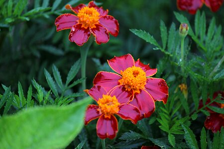 Fukushima rain red-purple flowers