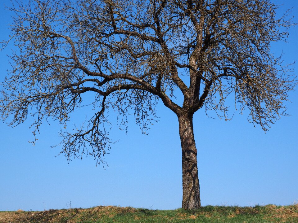Autumn fruit tree branches