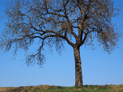 Autumn fruit tree branches