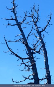 20160109-16z Old pencil pines, Pencil Pine Lake, Tasmania