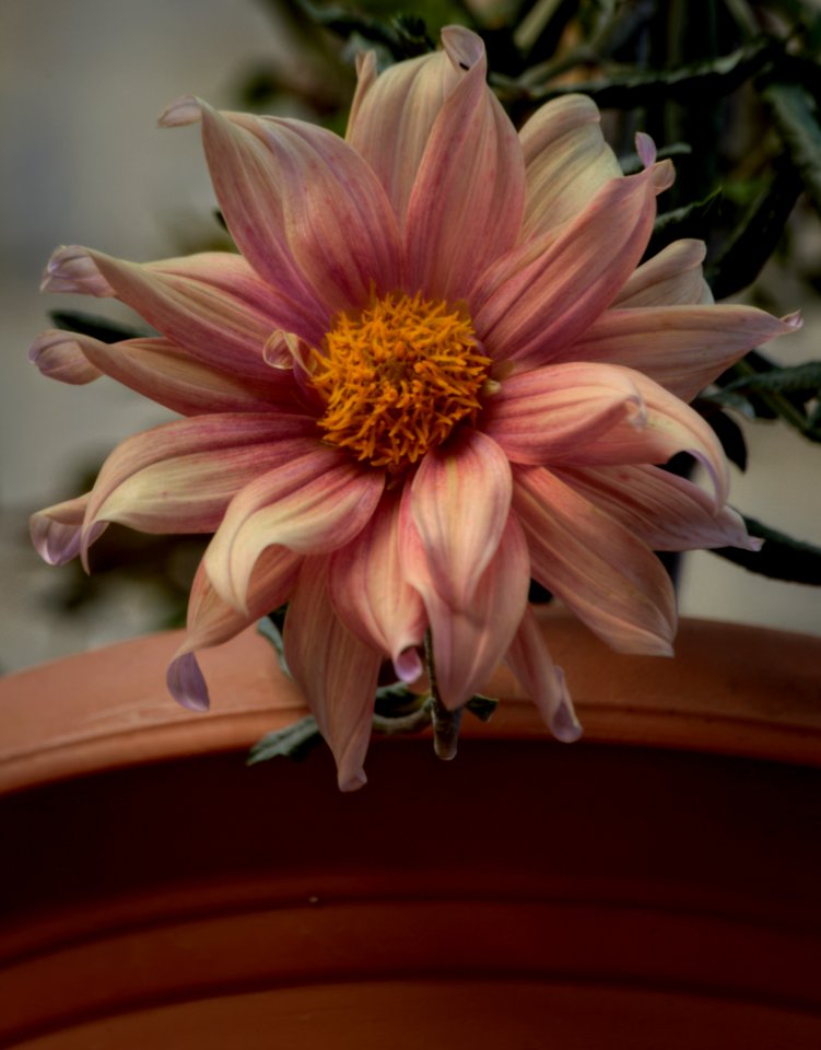 Wilting Dahlia photo