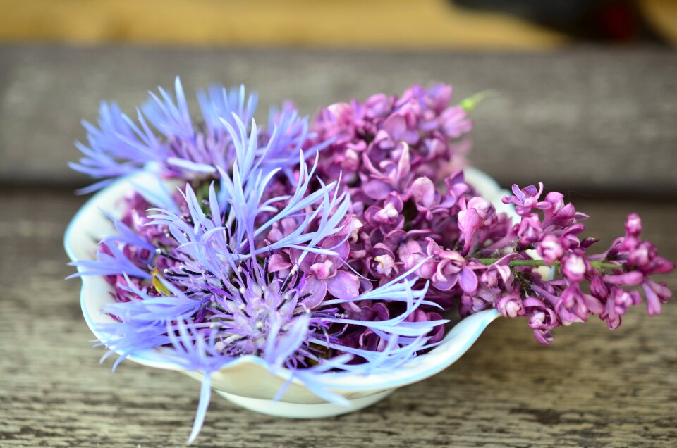 Porcelain lilac knapweed