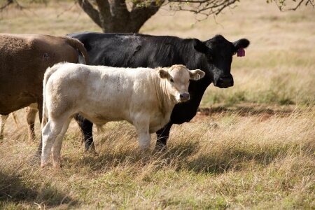 Farm ranch livestock