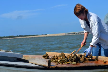 Apalachicola Oyster Workday