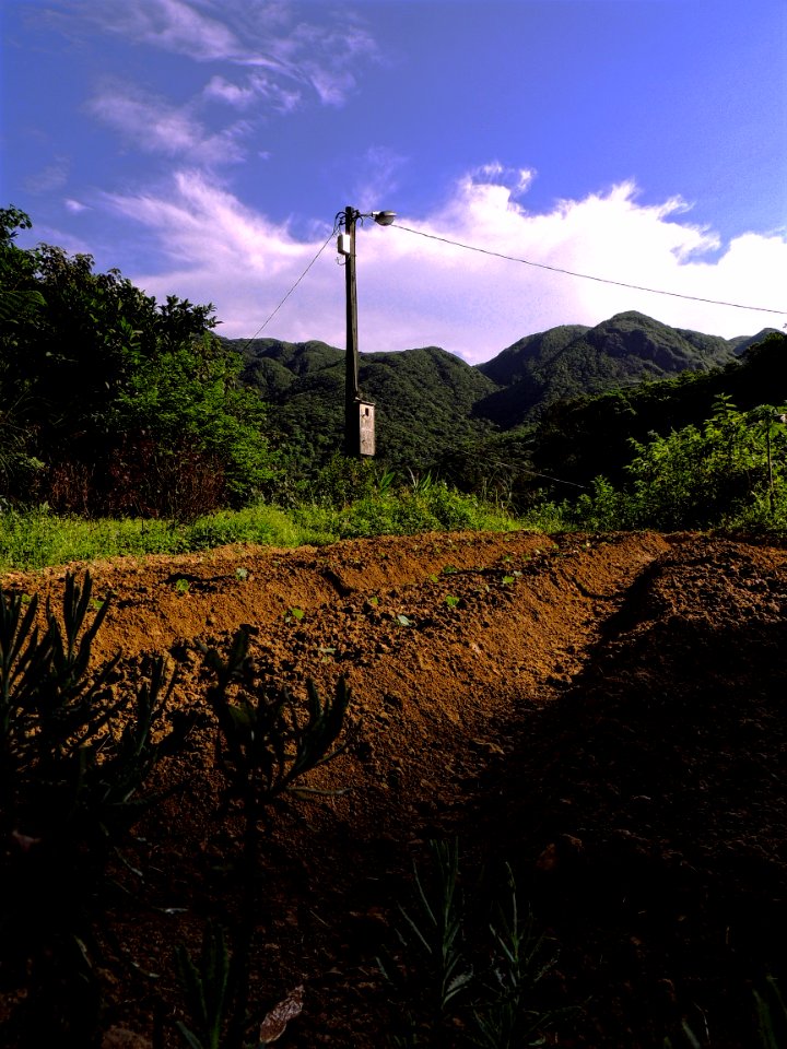 Newly plough vanilla farm