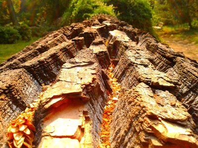 The bark trunk forest