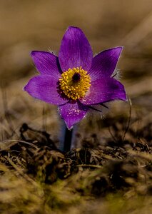 Spring spring flower purple