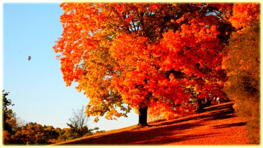 Orange trees autumn forest photo