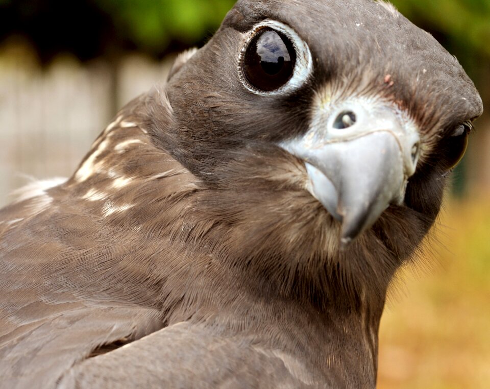 Raptor beak head