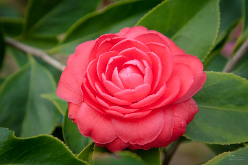 Plant red fresh